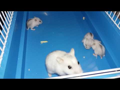 Filhotes de hamster anão russo com 14 dias