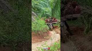 Download lagu Ngeri !! Detik-Detik Motor Ojek sawit gak kuat nanjak #shorts #ojeksawit mp3 Download lagu Ngeri !! Detik-Detik Motor Ojek sawit gak kuat nanjak #shorts #ojeksawit mp3