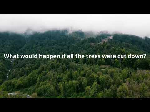 What would happen if all the trees were cut down?