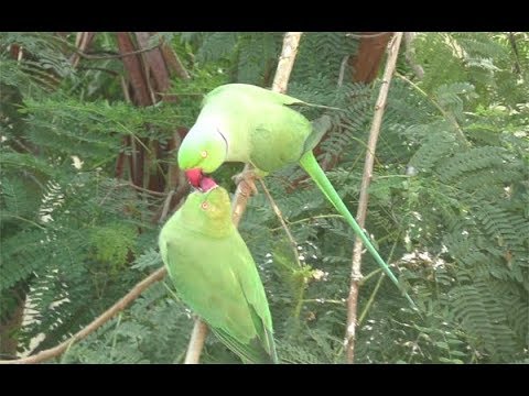 तहसिलच्या मागे राघूंचा मेळा