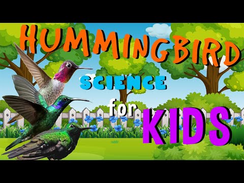 Hummingbirds | Science for Kids