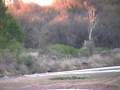 Brazos River Hog Hunt - Long Shot