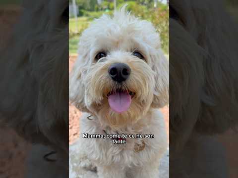 Happy Mother's Day 🌺 #chico #funny #funnydog #dog #funny