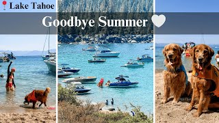 The Summer I Will Miss | Surprising My Dogs to their favorite place! | Tahoe Dog Friendly Beaches 🩵