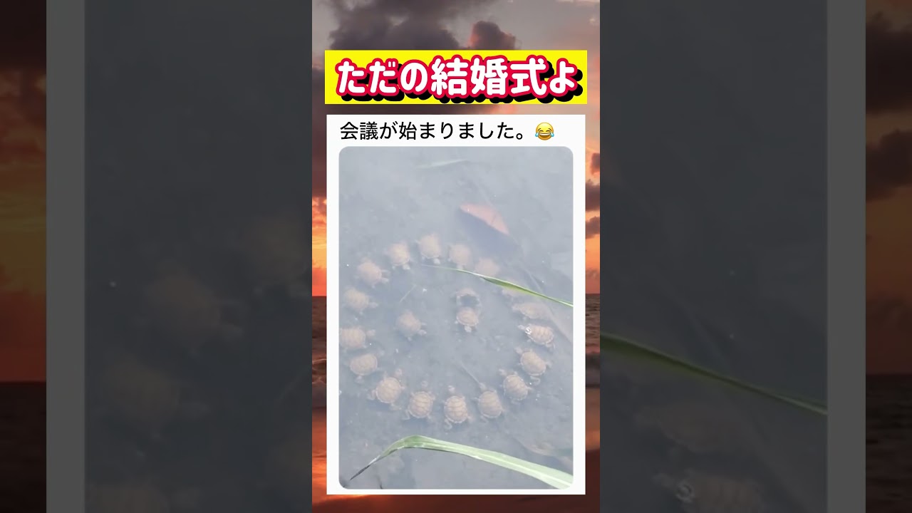 【🐢】円になって会議をする野生の亀wwwww #面白い #おもしろ #tiktok #Twitter #2ch #5ch