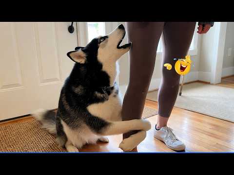 Super Funny Animal Videos 😹🐶 You Will Die Laughing Because Of These Dogs And Cats🐾