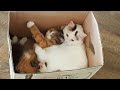 Introducing Kittens To Adult With Autism