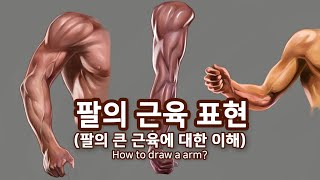 기본적인 팔 근육의 표현  - 오쌤인체해부학(Anatomy Teacher O) - How to draw a arm?