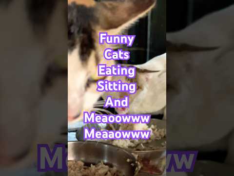 Funny cats😇😼#viralvideo #viralshorts #trending #trendingshorts #shorts #vlog #cat #funny
