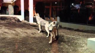 preview picture of video '夜の動物園／2012年7月21日（土）JAZZとオオカミ'