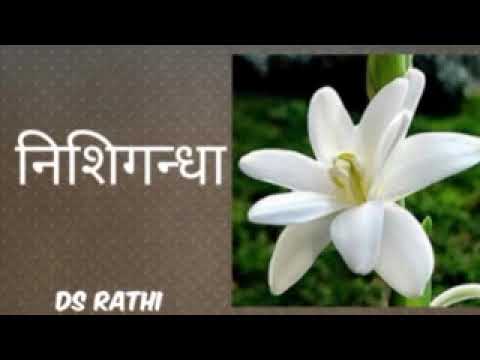 07 12 2023 NISHIGANDHA