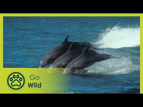 Hunts of the Dolphin King - Marine Mammals 2/9 - Go Wild