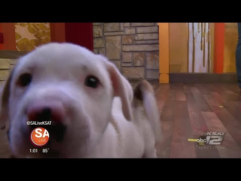 download lagu mp3 mp4 Peanut Butter Ice Lolly For Dogs, download lagu Peanut Butter Ice Lolly For Dogs gratis, unduh video klip Peanut Butter Ice Lolly For Dogs