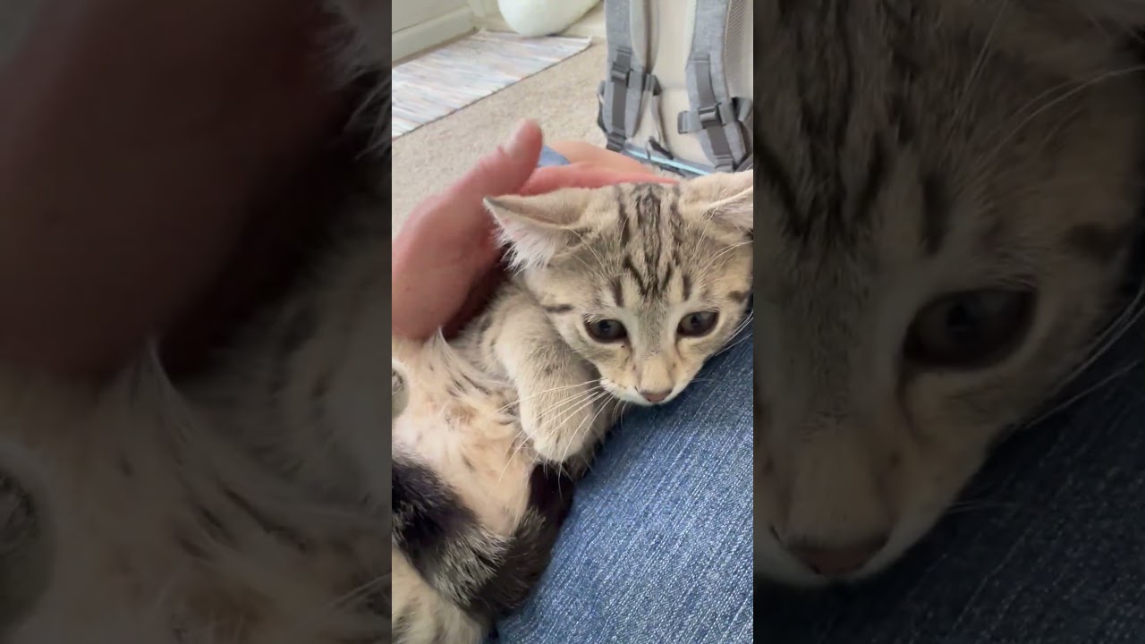 Daisy - friendly adorable little sweetie pie, an adopted Tabby in Neenah, WI video 5/5