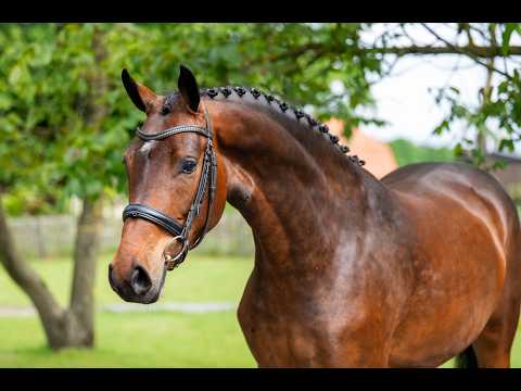 Salinka CHS (COMME IL FAUT x CLEARWAY) - Video 2 video thumbnail