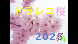 ドラレコ桜2025（去年のサクラ）