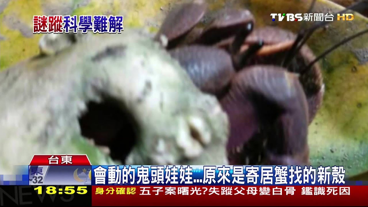 會動的鬼頭娃娃…　原來是寄居蟹找的新殼