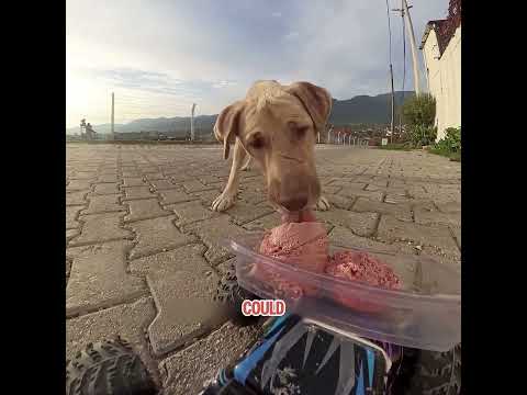 He feeds the animals in a unique way.#pets #cat #cute #shorts #funny #dog