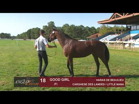 Show Anglo 2019 : Lot 18 - GOOD GIRL