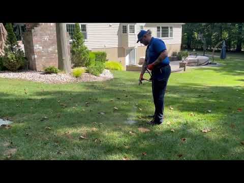 Treating for Cicada Killer Wasps in Far Hills, NJ