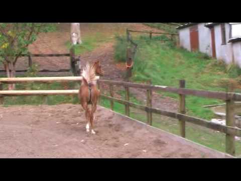 Makisa Addagio by Vervaldee out of Maradisha