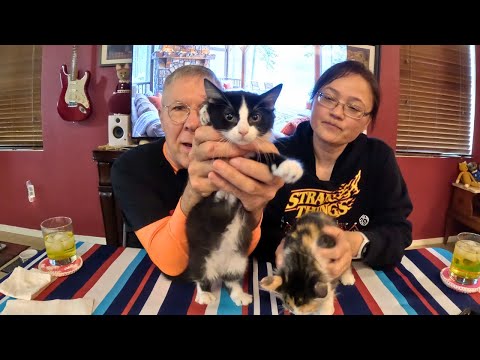 Little Caesars $5 Pizza Deal and Kittens Update - Eat With Us!