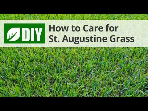  How to Care for St Augustine Video 