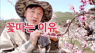 복사꽃 복숭아 꽃이 피면 꽃을따는 적화작업 합니다. 적화 하는 방법