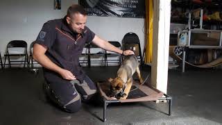 Food Aggressive Puppy - What to DO? Shield K9 Online Training