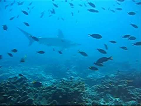 Isla de Malpelo