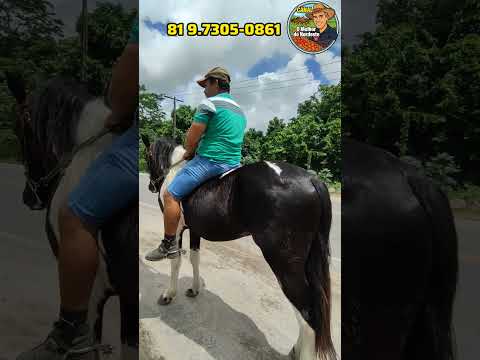 Feira de Cavalo de Abreu e Lima-PE Sábado:25/04/26 #cavalo #Viral