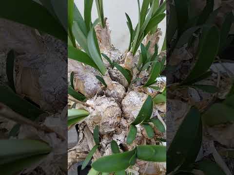 園芸 ボーデン・ネリネ