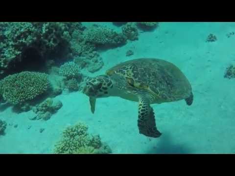 für Helena - HAPPY BIRTHDAY