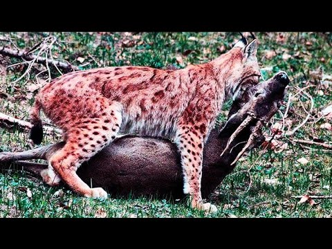 The Eurasian lynx is a deer hunter the size of a tiger! Lynx vs  wolf, fox, goat, and hare #Lynx