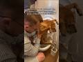How We Assist Our Paralyzed Dog Who Poops In The Bathroom Without Our Help