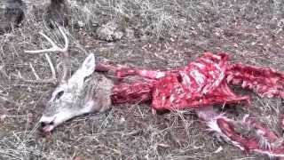 Buck Fight: Whitetail Battle To The Death