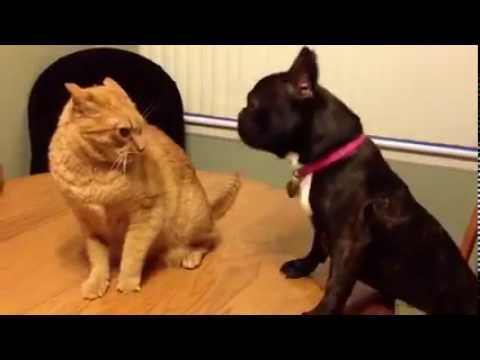 Cats and dogs    Sworn enemies or best friends!