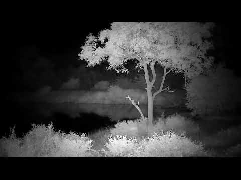 Djuma: Sights and sounds - 03:14 - 03/22/2023