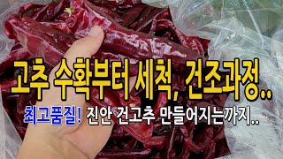 고랭지 진안고추 수확부터 세척, 건조후 건고추 만드는 과정 소개합니다.