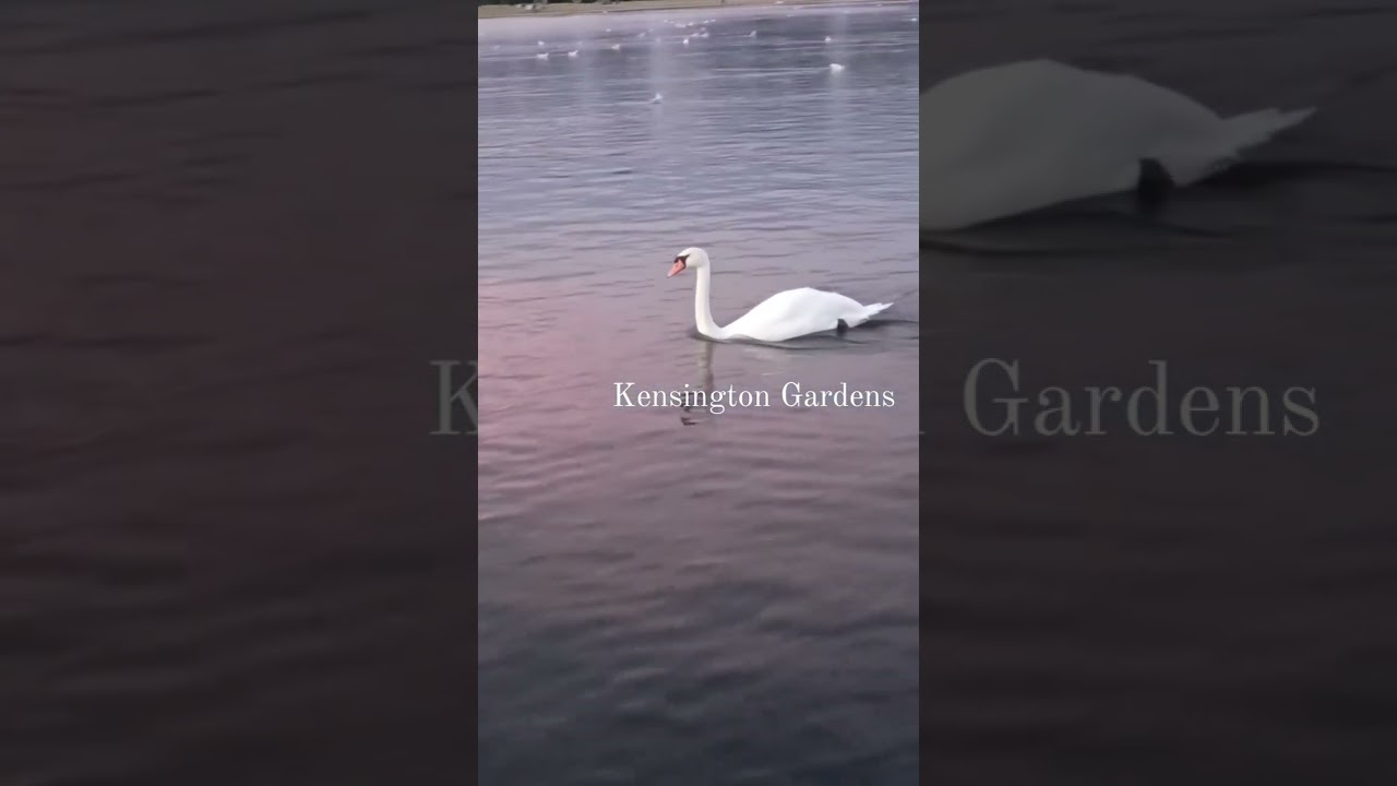 Kensington Gardens London En el lago azul Biagi c. Duval 1959