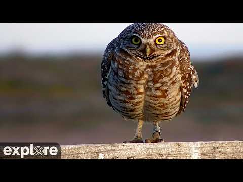 Burrowing owl nest live cam