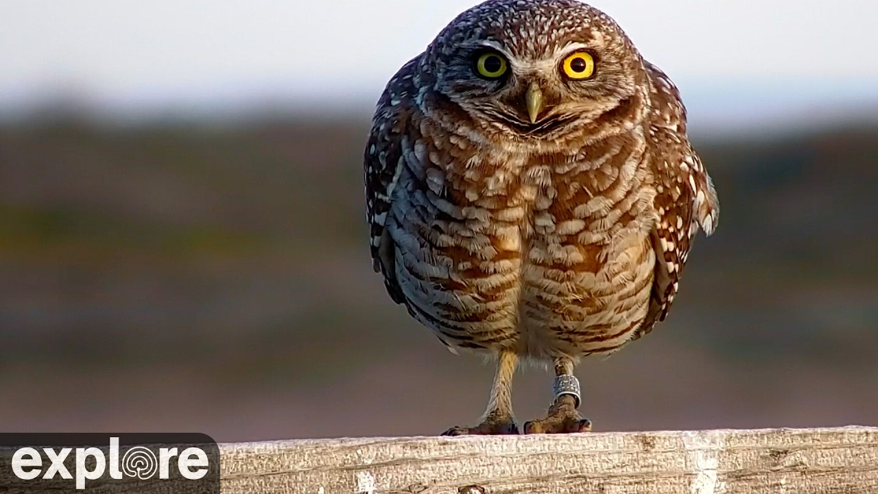 Live webcam view of Burrowing Owl Nest Cam