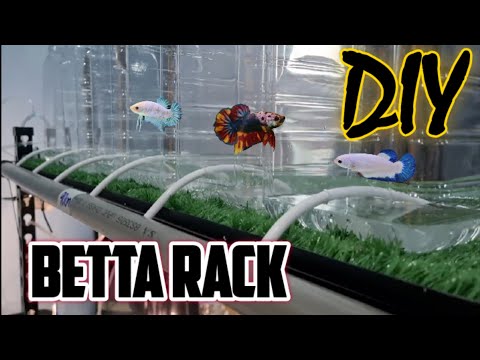 DIY Betta Rack Totally Save Your Time for Waterchange [ MA#44 ]