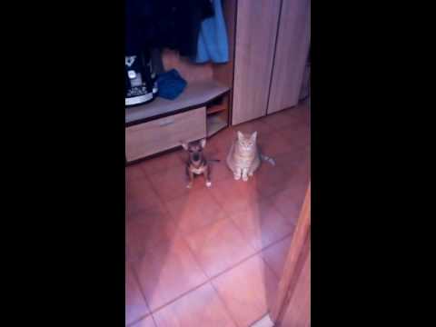 Кто насрал?!