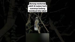 Download lagu Suara burung ini membuat malam terasa agak horor | burung cabak maling mp3 Download lagu Suara burung ini membuat malam terasa agak horor | burung cabak maling mp3