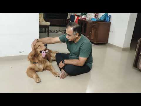 Golden Retriever Neo enjoying massaj with chandresh Masa