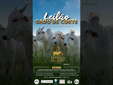 LEILÃO GADO DE CORTE ESTRELA DO AGRO LEILÕES  FAINA-GO 26/04/2026 | Leilão ao Vivo - Leilão de Gado