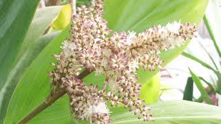 花､EKH花のスライドショー(リュウゼツラン科、20180426)