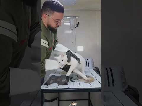 This cat completely broke the vet.#cat #funny #funnyvideos #animals