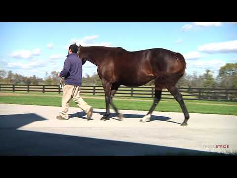 FTKNOV18, Hip 234, m. STOPCHARGINGMARIA (Tale of the Cat)